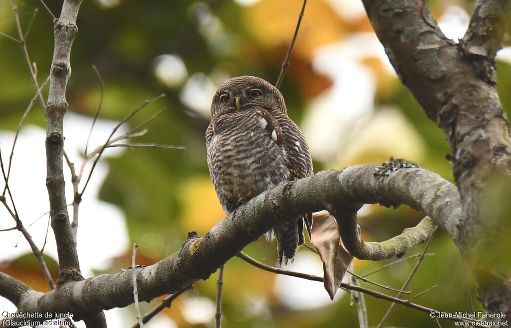 Jungle Owlet