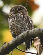 Jungle Owlet