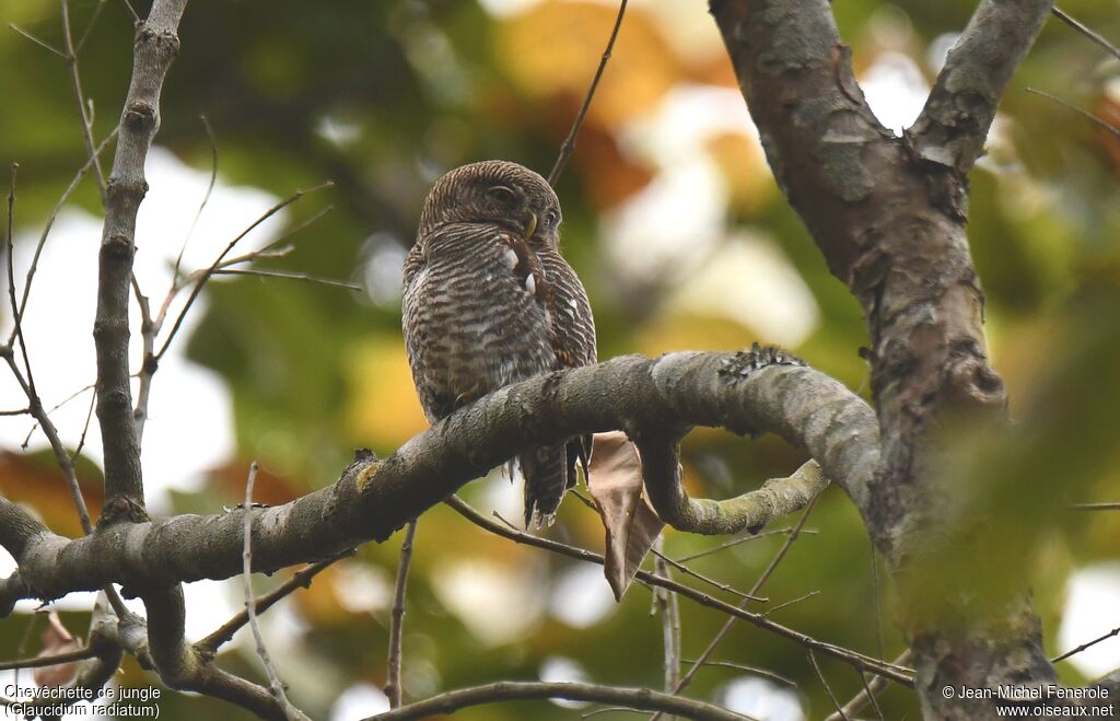 Jungle Owlet