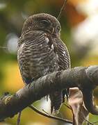 Jungle Owlet