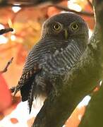 Jungle Owlet