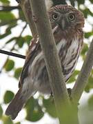 Pacific Pygmy Owl