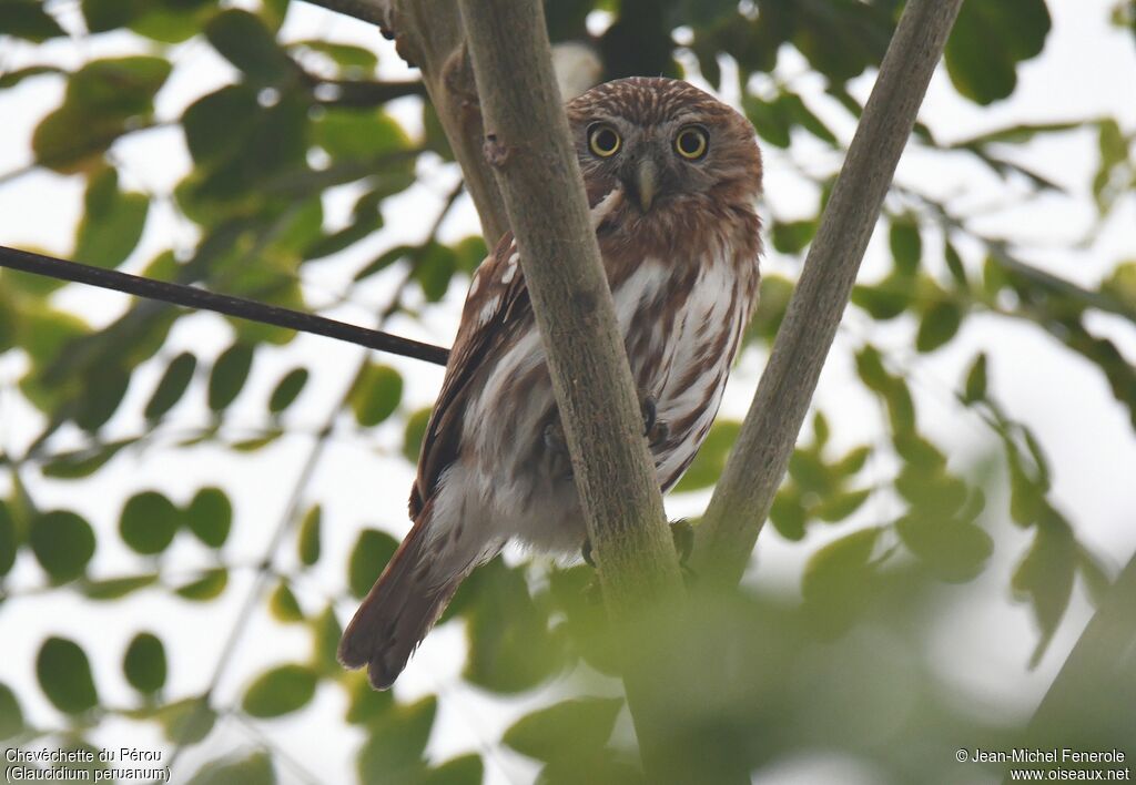 Pacific Pygmy Owl