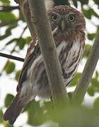 Pacific Pygmy Owl