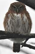 Pacific Pygmy Owl