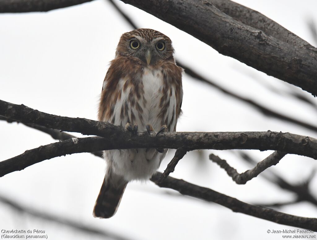 Pacific Pygmy Owl