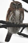 Pacific Pygmy Owl