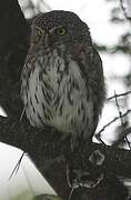 Pearl-spotted Owlet