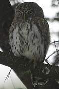 Pearl-spotted Owlet