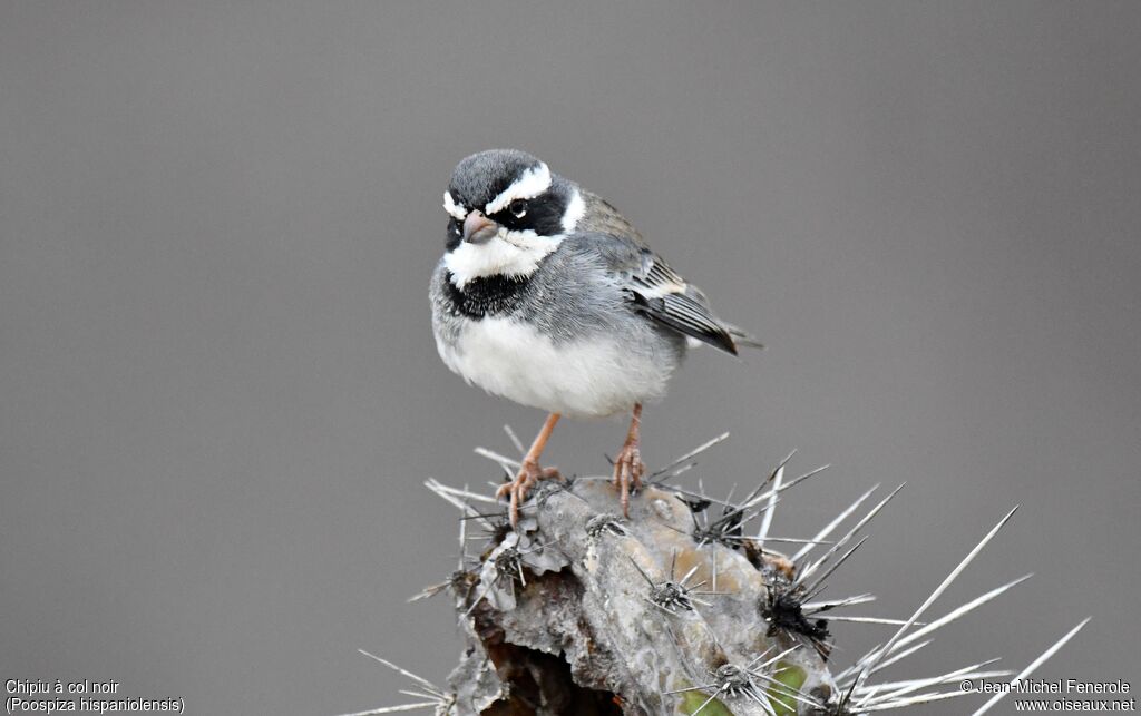 Collared Warbling Finch