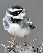 Collared Warbling Finch