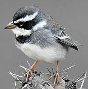 Collared Warbling Finch