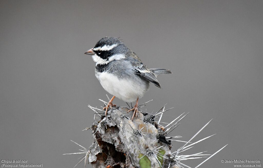 Collared Warbling Finch