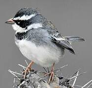 Collared Warbling Finch