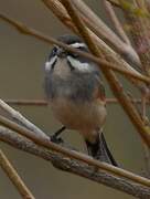 Rufous-sided Warbling Finch