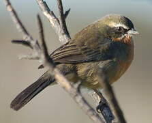 Black-and-rufous Warbling Finch