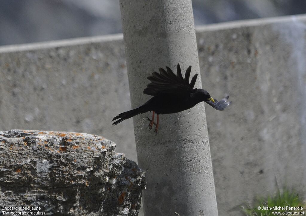 Alpine Chough