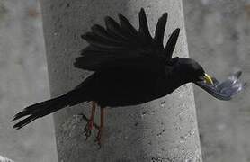 Alpine Chough