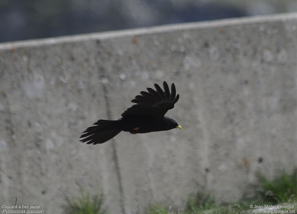 Alpine Chough