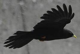 Alpine Chough