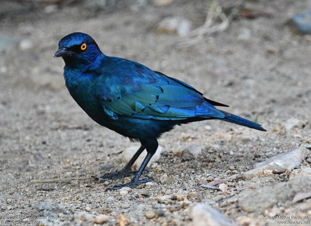 Choucador à épaulettes rouges