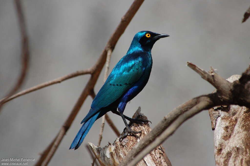 Greater Blue-eared Starlingadult, identification