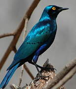 Greater Blue-eared Starling