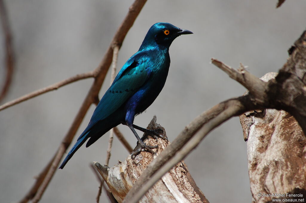 Greater Blue-eared Starling