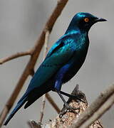 Greater Blue-eared Starling