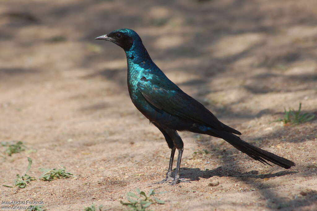 Choucador de Burchell, identification