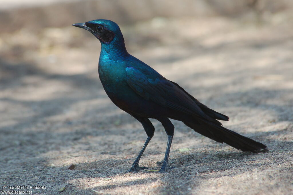 Burchell's Starling, identification