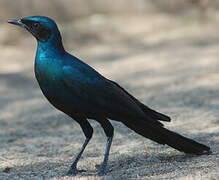 Burchell's Starling