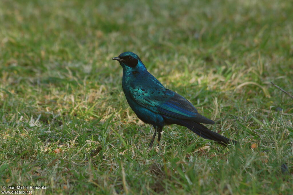 Burchell's Starling, identification