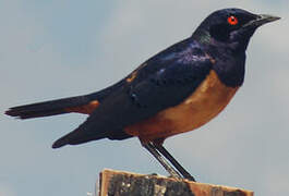 Hildebrandt's Starling