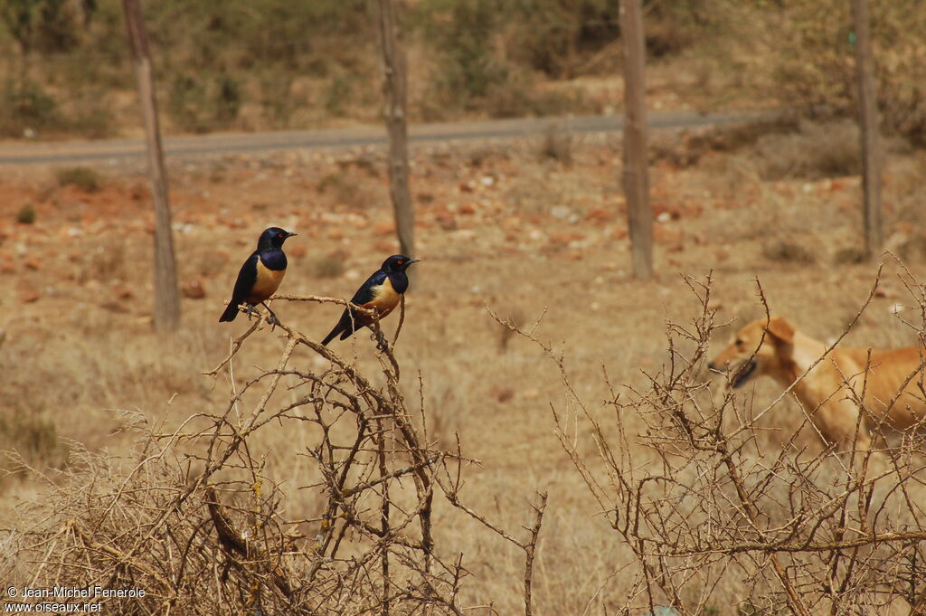 Hildebrandt's Starling