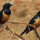 Choucador de Hildebrandt