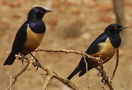 Hildebrandt's Starling