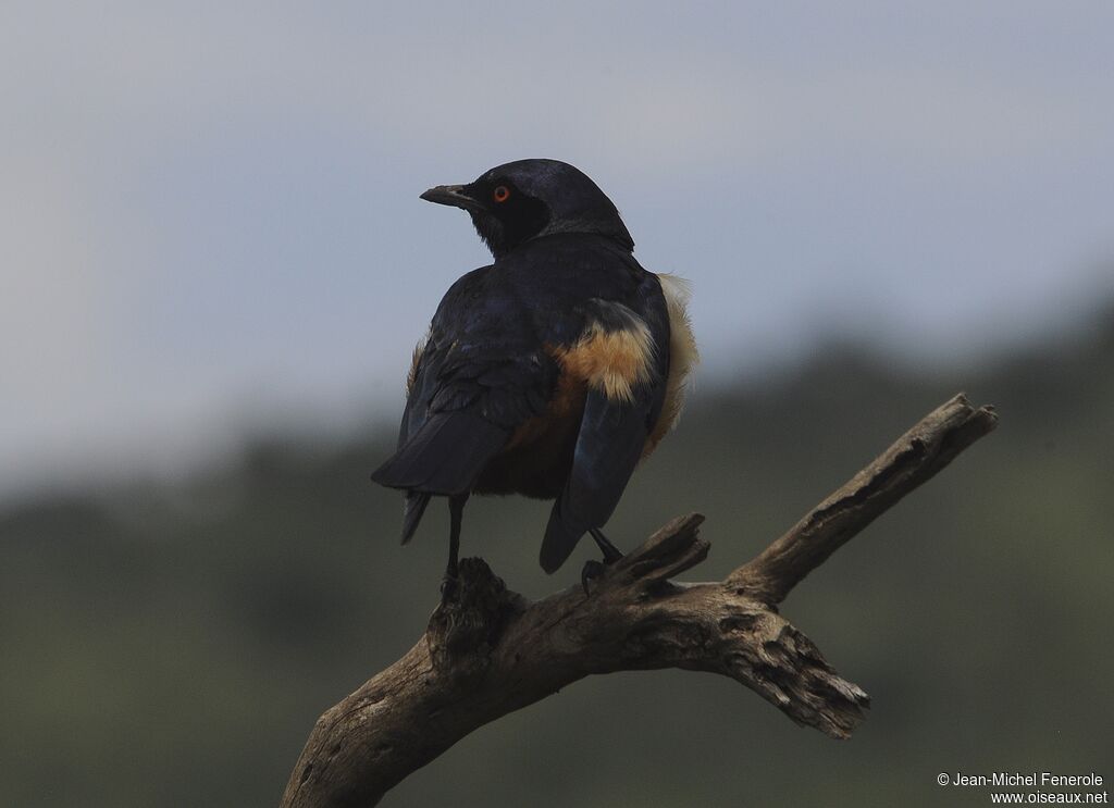 Hildebrandt's Starling