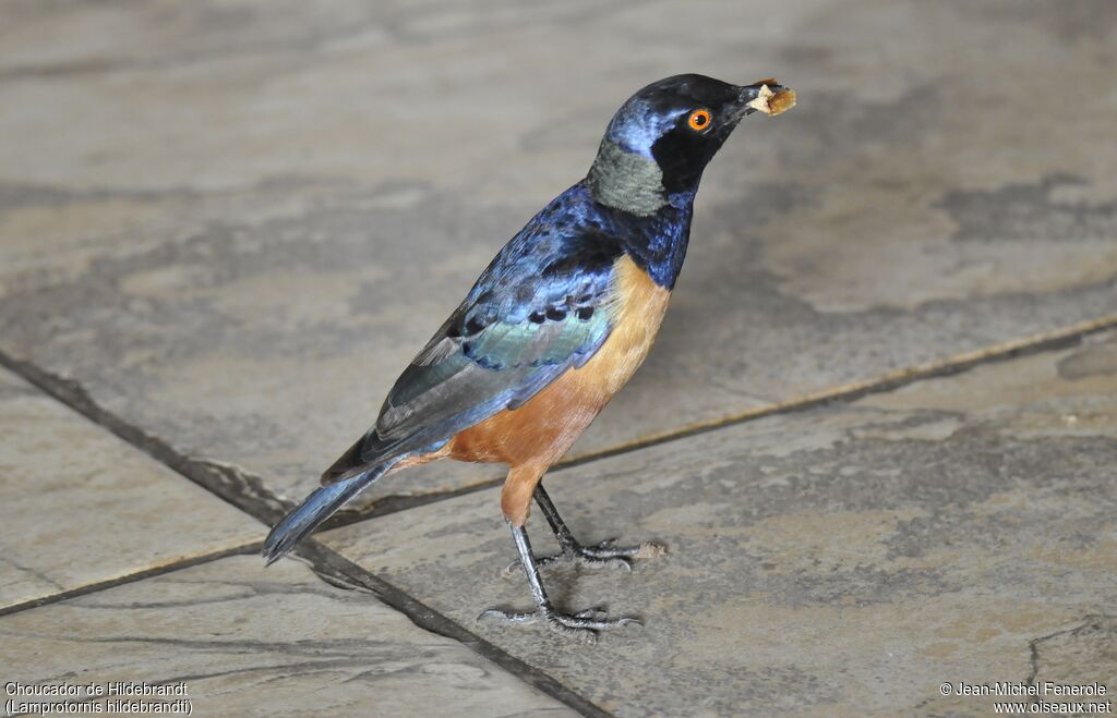 Hildebrandt's Starling