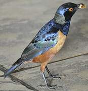 Hildebrandt's Starling