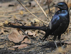 Meves's Starling