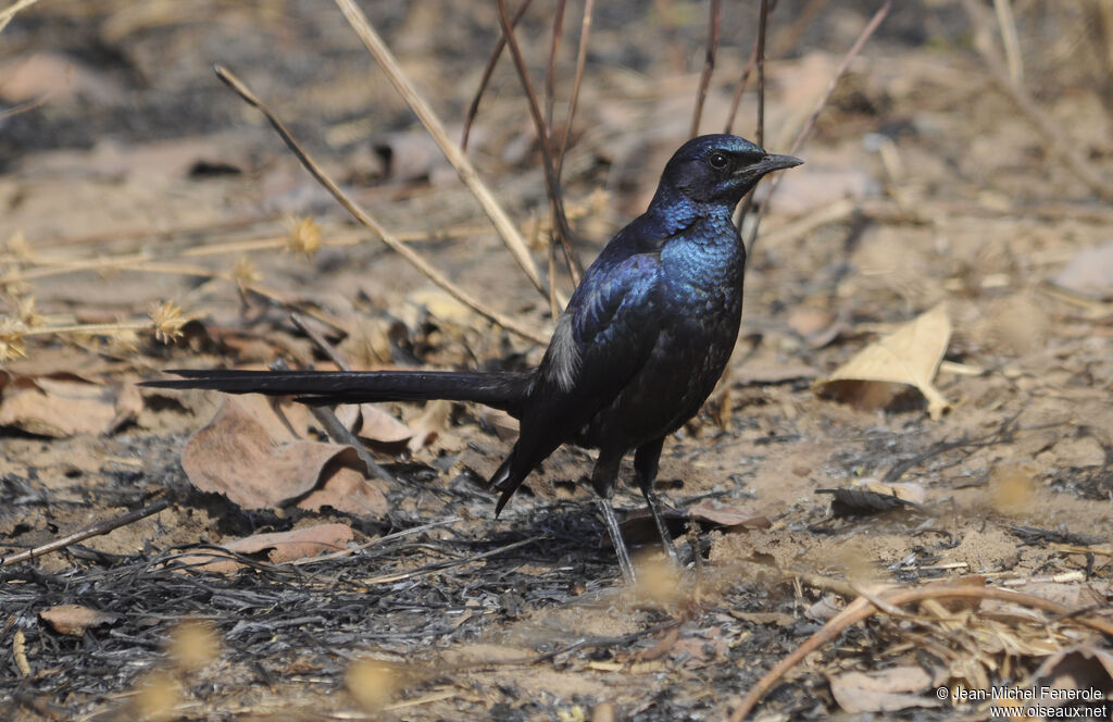 Meves's Starling