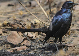 Meves's Starling