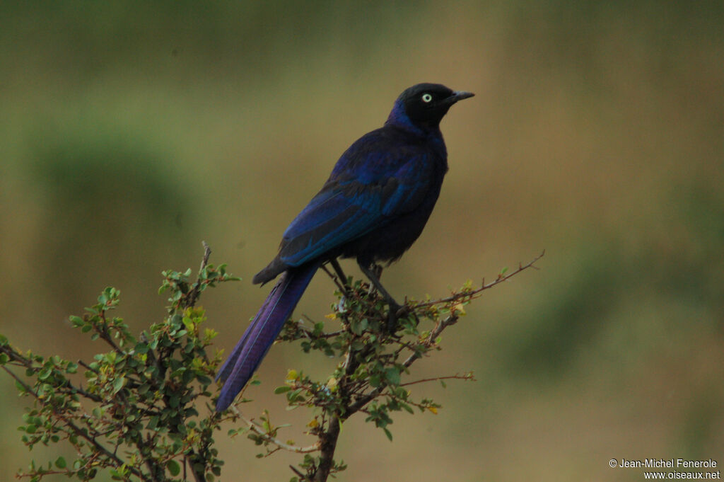 Rüppell's Starling