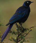 Rüppell's Starling