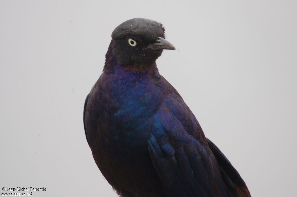 Rüppell's Starling