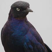 Rüppell's Starling