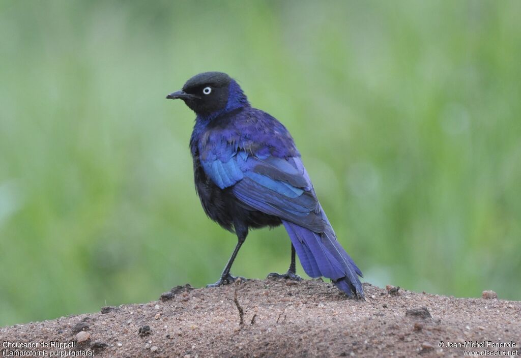 Rüppell's Starling