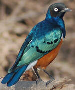 Superb Starling