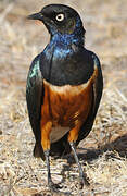 Superb Starling